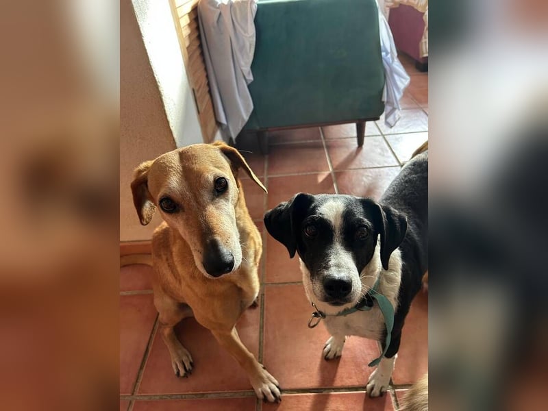 Luna (Spanien) – kleine Herzensdame sucht ihr Zuhause