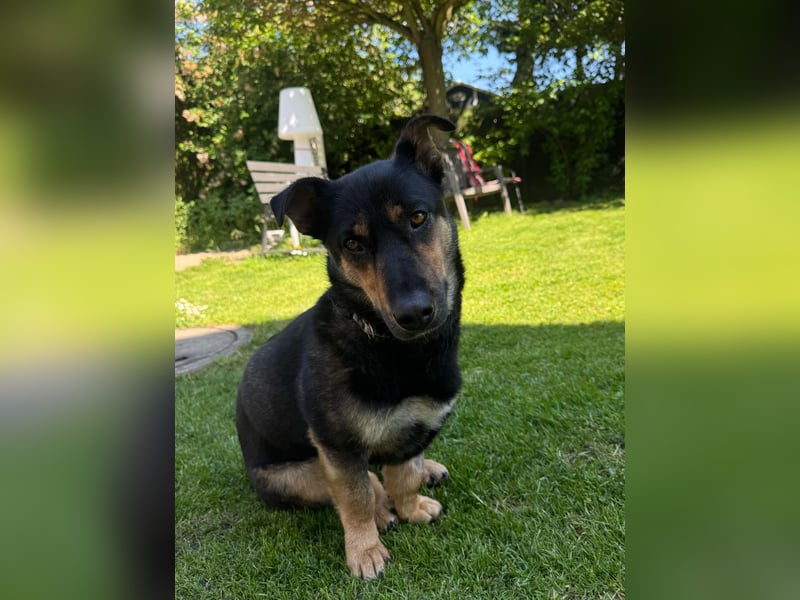 Gemütliche, verschmuste Hundedame, 2J., gepflegt, stubenrein, kastr.
