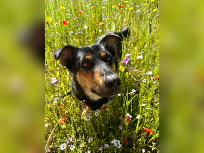 Gemütliche, verschmuste Hundedame, 2J., gepflegt, stubenrein, kastr.