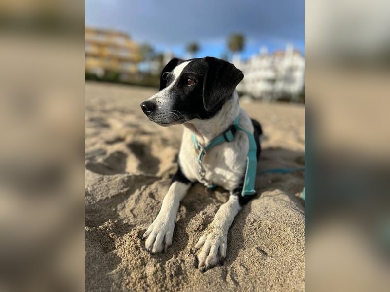 Luna (Spanien) – kleine Herzensdame sucht ihr Zuhause