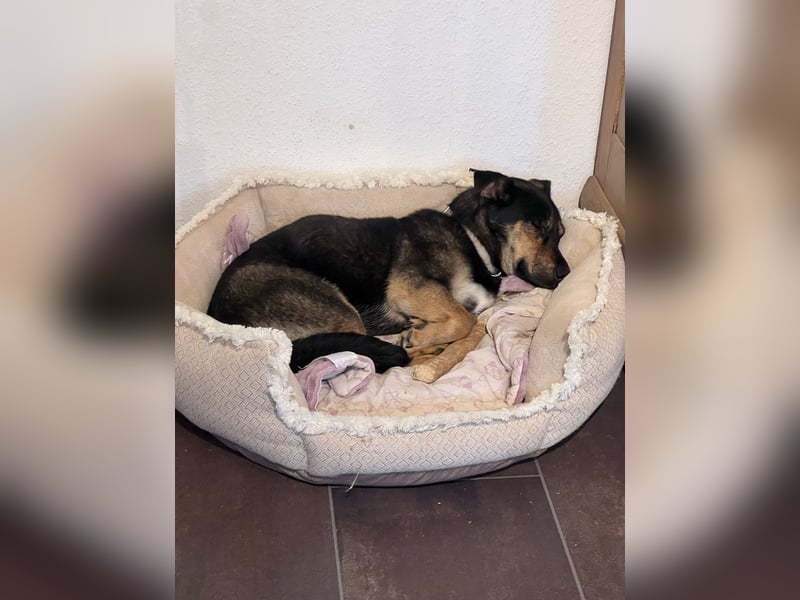 Gemütliche, verschmuste Hundedame, 2J., gepflegt, stubenrein, kastr.