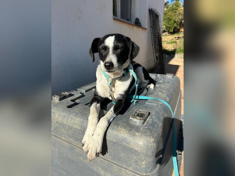 Luna (Spanien) – kleine Herzensdame sucht ihr Zuhause