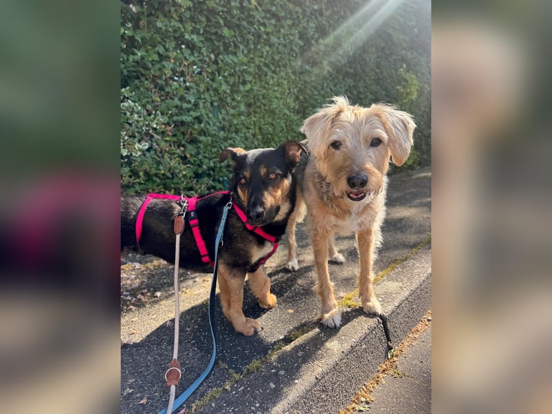Gemütliche, verschmuste Hundedame, 2J., gepflegt, stubenrein, kastr.