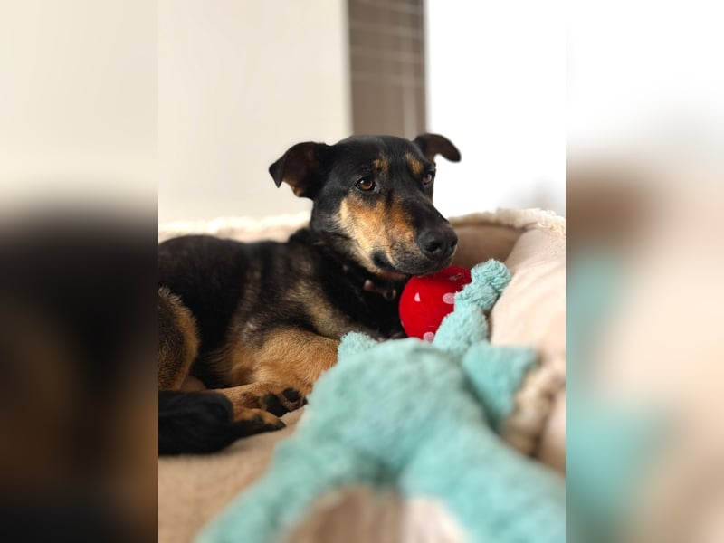 Gemütliche, verschmuste Hundedame, 2J., gepflegt, stubenrein, kastr.