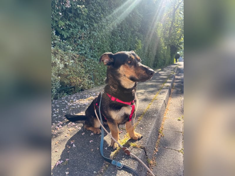 Gemütliche, verschmuste Hundedame, 2J., gepflegt, stubenrein, kastr.