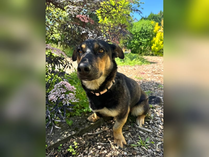 Gemütliche, verschmuste Hundedame, 2J., gepflegt, stubenrein, kastr.