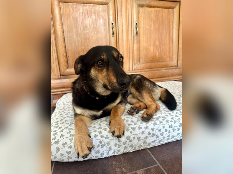 Gemütliche, verschmuste Hundedame, 2J., gepflegt, stubenrein, kastr.