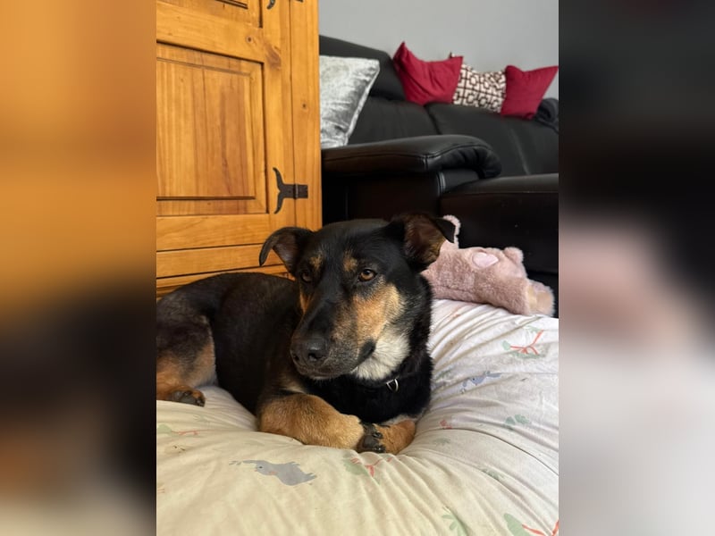 Gemütliche, verschmuste Hundedame, 2J., gepflegt, stubenrein, kastr.