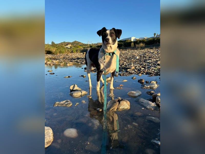 Luna (Spanien) – kleine Herzensdame sucht ihr Zuhause