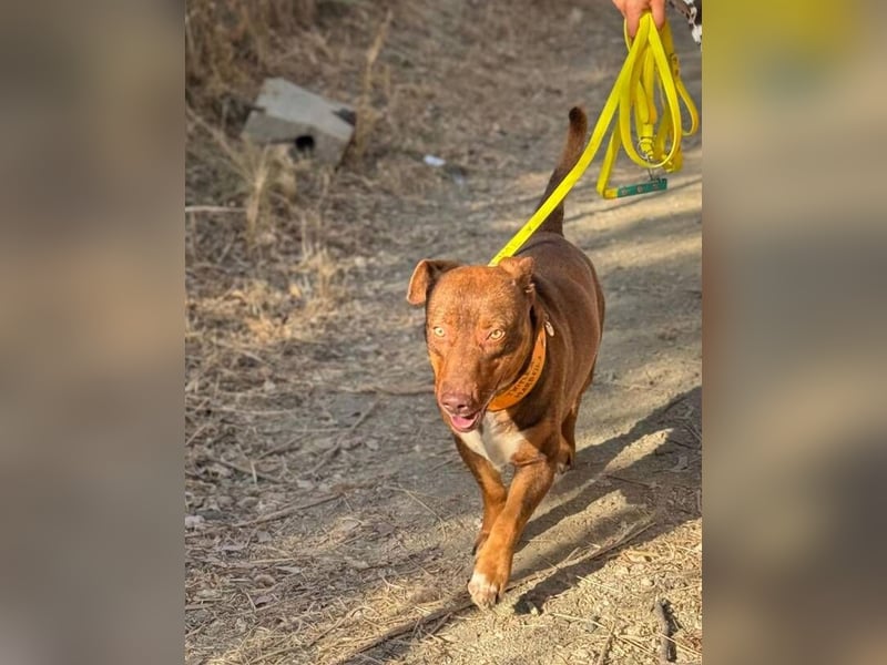 Slinky (Spanien) – große Lebensfreude auf kurzen Beinen
