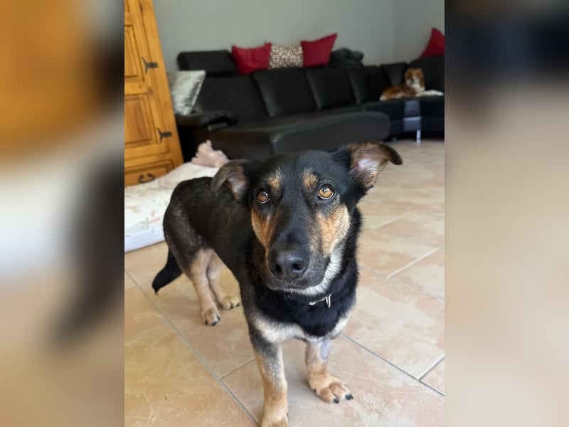 Gemütliche, verschmuste Hundedame, 2J., gepflegt, stubenrein, kastr.