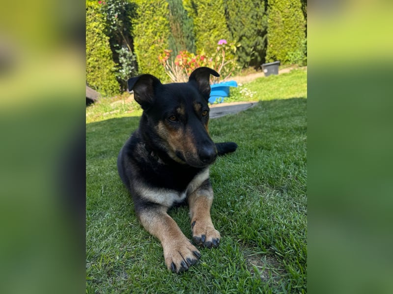 Gemütliche, verschmuste Hundedame, 2J., gepflegt, stubenrein, kastr.