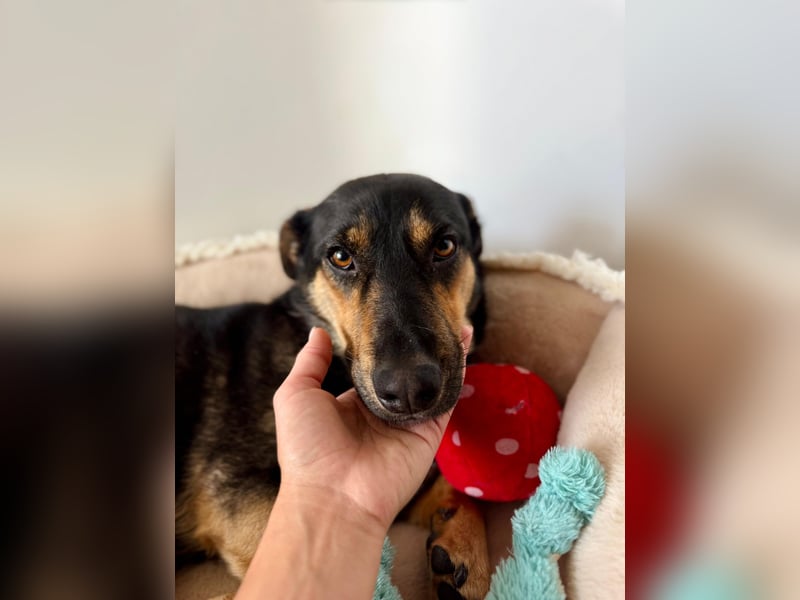 Gemütliche, verschmuste Hundedame, 2J., gepflegt, stubenrein, kastr.