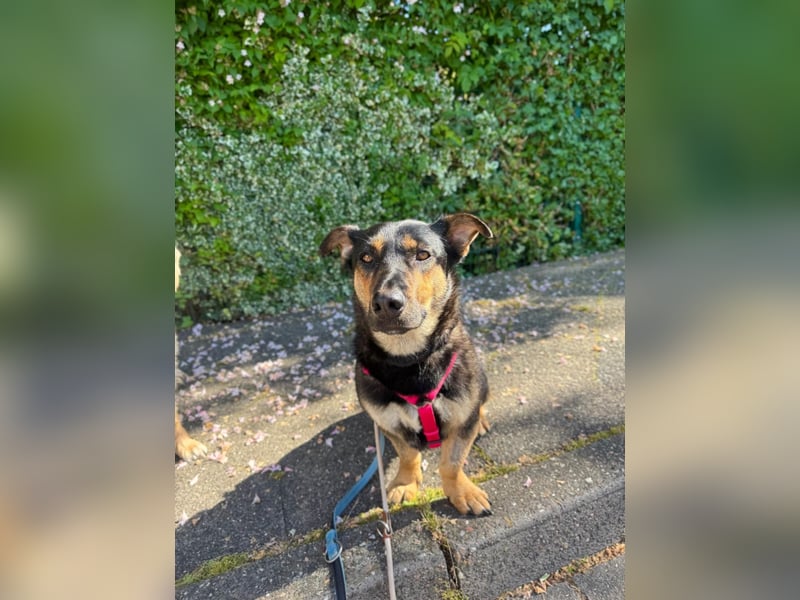 Gemütliche, verschmuste Hundedame, 2J., gepflegt, stubenrein, kastr.