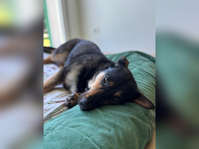 Gemütliche, verschmuste Hundedame, 2J., gepflegt, stubenrein, kastr.