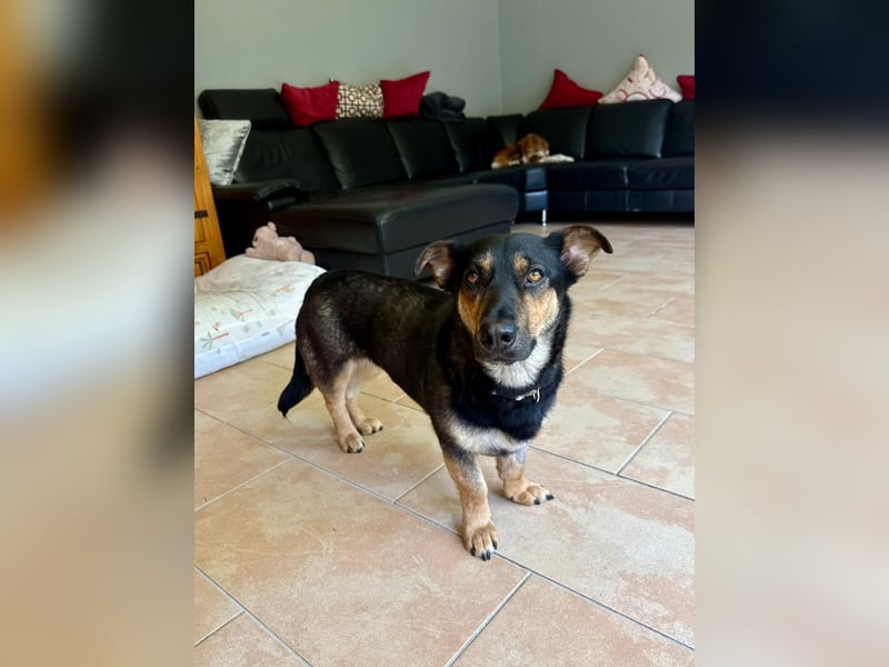 Gemütliche, verschmuste Hundedame, 2J., gepflegt, stubenrein, kastr.