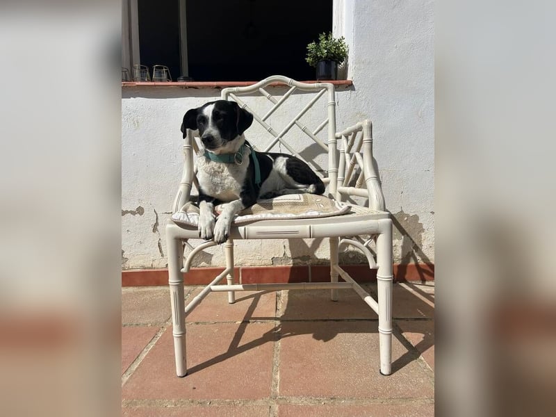 Luna (Spanien) – kleine Herzensdame sucht ihr Zuhause