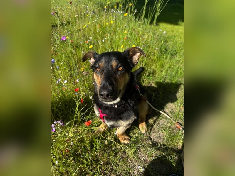 Gemütliche, verschmuste Hundedame, 2J., gepflegt, stubenrein, kastr.