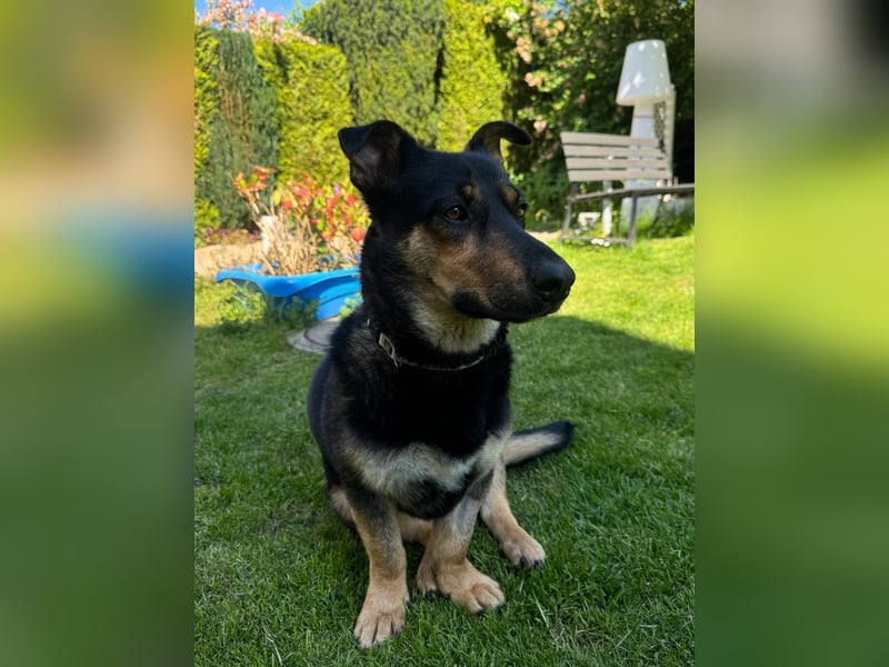 Gemütliche, verschmuste Hundedame, 2J., gepflegt, stubenrein, kastr.
