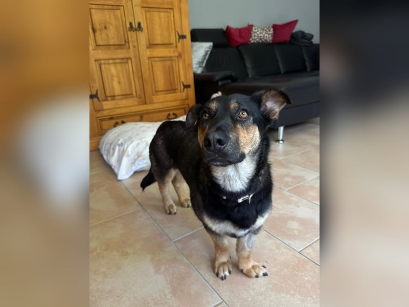 Gemütliche, verschmuste Hundedame, 2J., gepflegt, stubenrein, kastr.