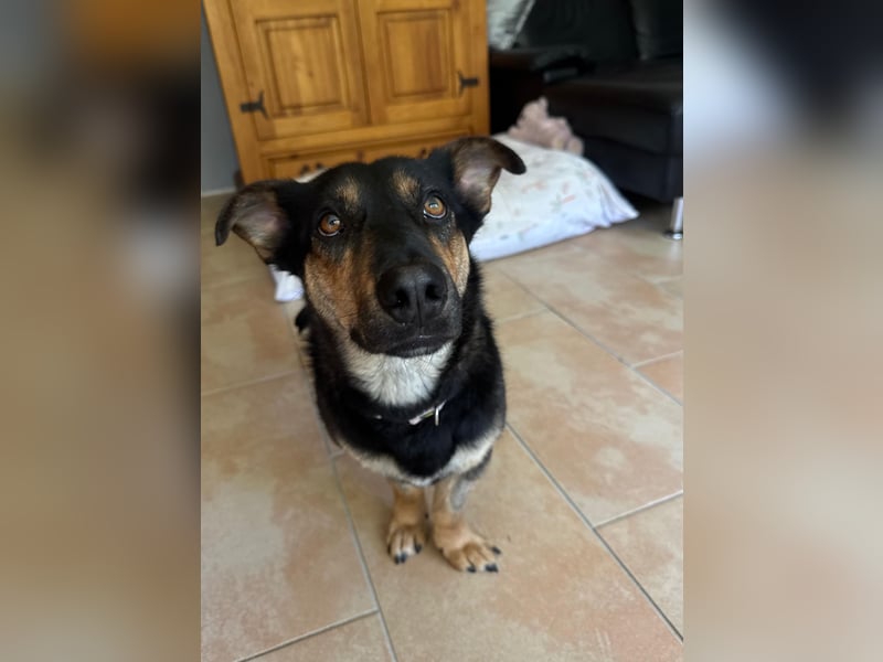 Gemütliche, verschmuste Hundedame, 2J., gepflegt, stubenrein, kastr.