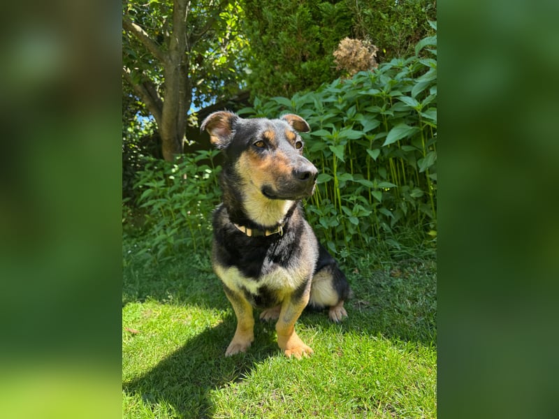 Gemütliche, verschmuste Hundedame, 2J., gepflegt, stubenrein, kastr.