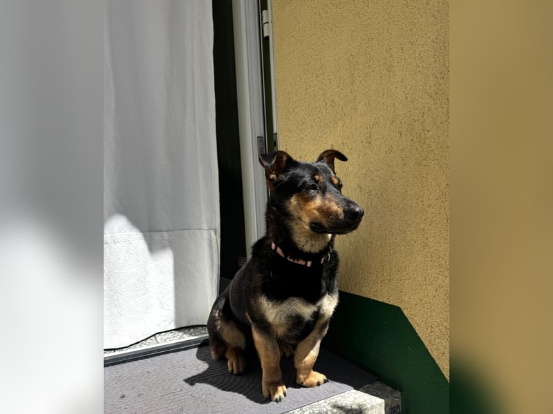 Gemütliche, verschmuste Hundedame, 2J., gepflegt, stubenrein, kastr.