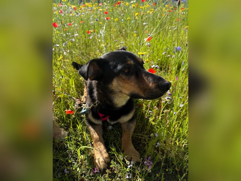 Gemütliche, verschmuste Hundedame, 2J., gepflegt, stubenrein, kastr.