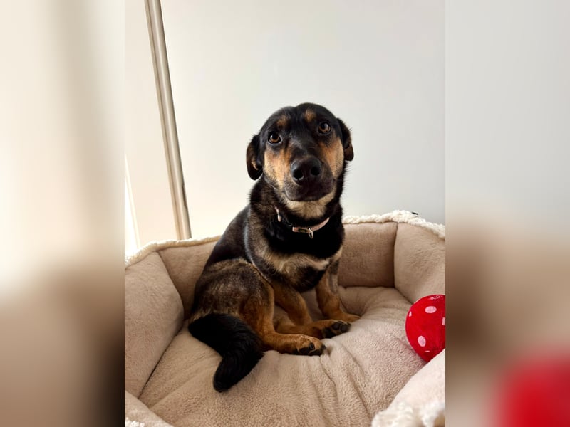 Gemütliche, verschmuste Hundedame, 2J., gepflegt, stubenrein, kastr.