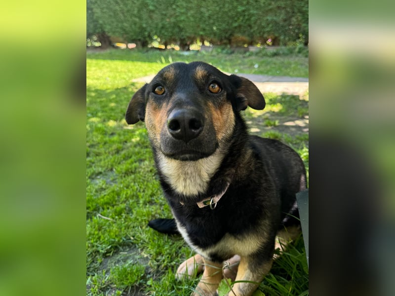 Gemütliche, verschmuste Hundedame, 2J., gepflegt, stubenrein, kastr.
