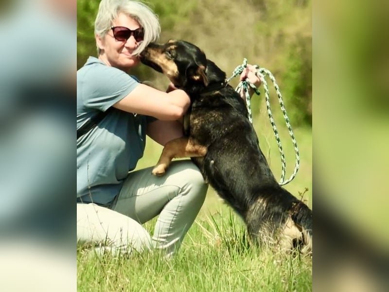 Gemütliche, verschmuste Hundedame, 2J., gepflegt, stubenrein, kastr.