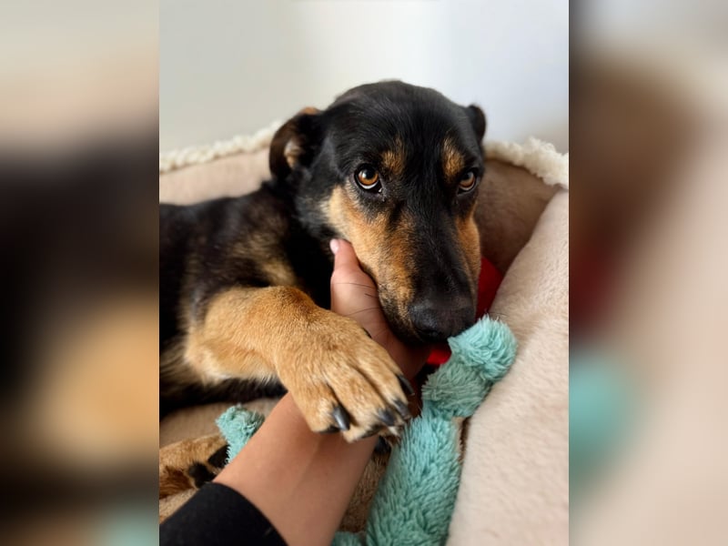 Gemütliche, verschmuste Hundedame, 2J., gepflegt, stubenrein, kastr.