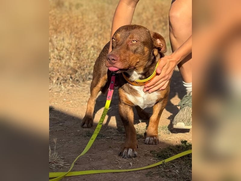 Slinky (Spanien) – große Lebensfreude auf kurzen Beinen