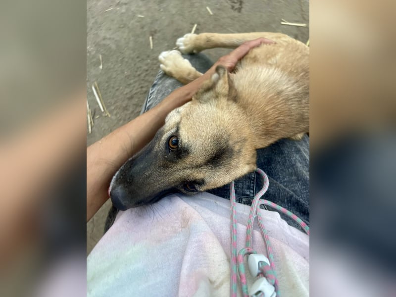 Suki - Kuschelmaus sucht Zuhaus
