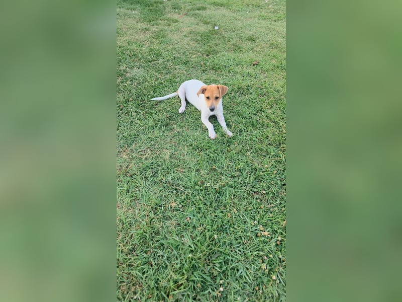 Muffin sucht sein Für-immer-Zuhause!