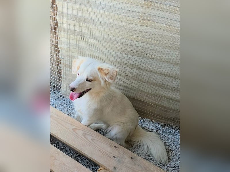 Sakis ist ein echter Traumhund