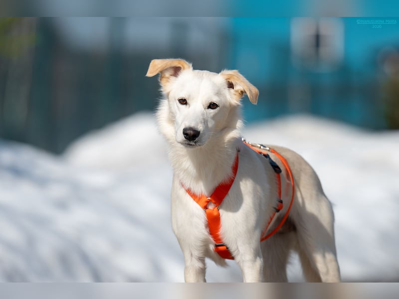 Sensible Snezhka sucht ihre Menschen