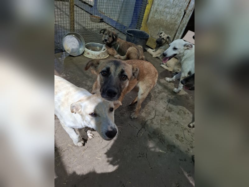 Suki - Kuschelmaus sucht Zuhaus