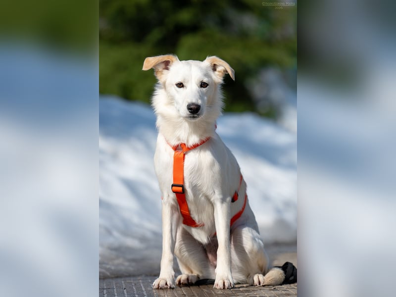 Sensible Snezhka sucht ihre Menschen