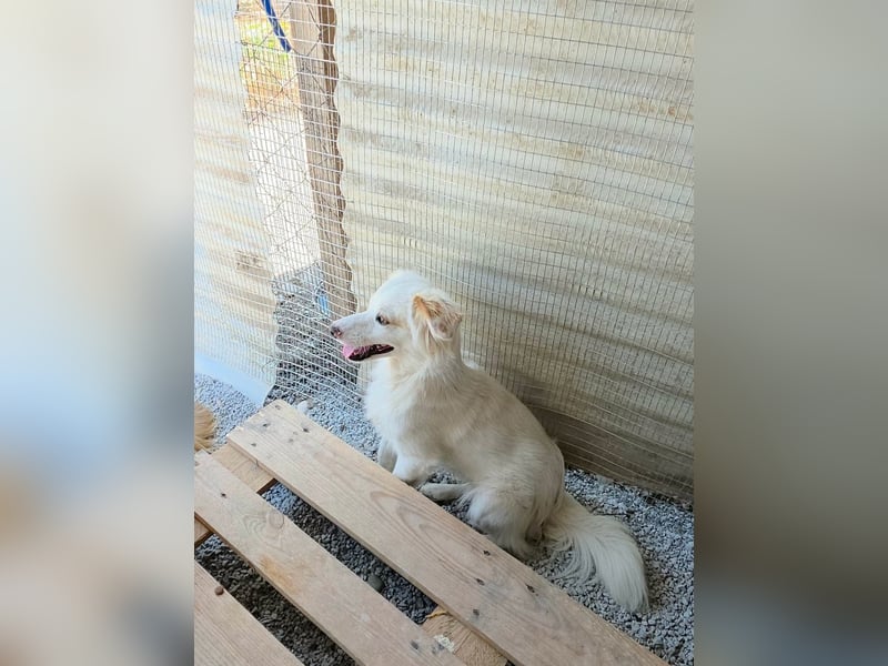 Sakis ist ein echter Traumhund