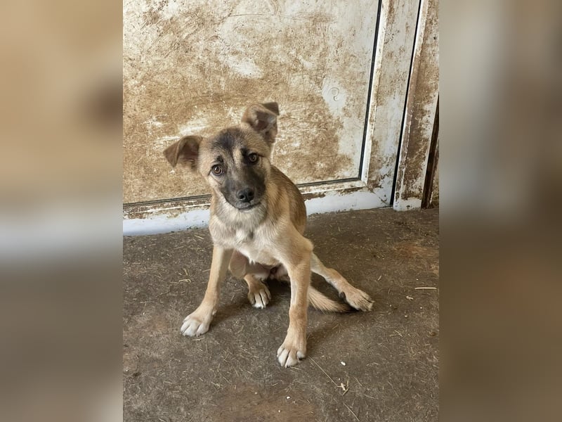 Suki - Kuschelmaus sucht Zuhaus