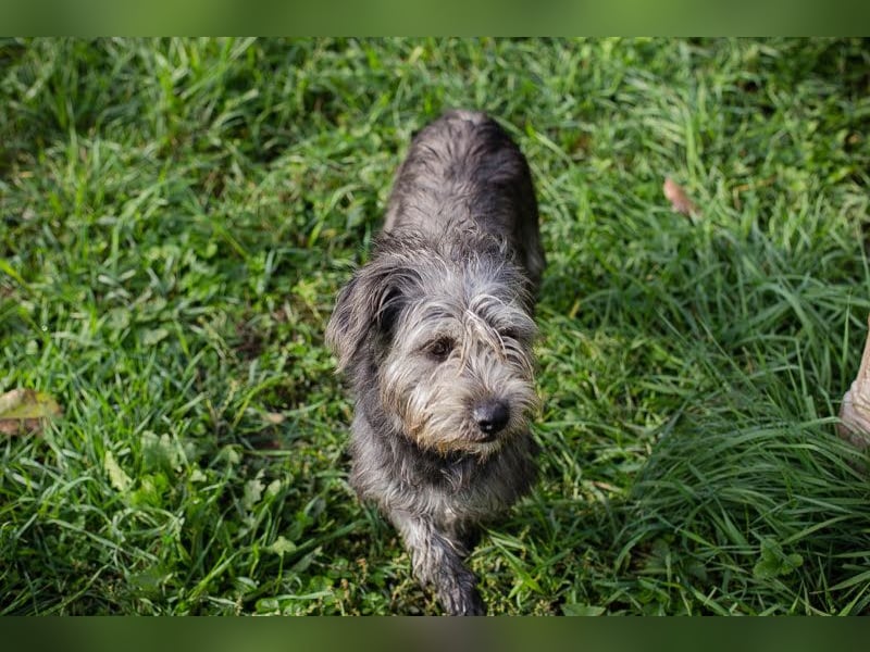 SHARON - Kleine junge Frohnatur sucht ein liebevolles Zuhause