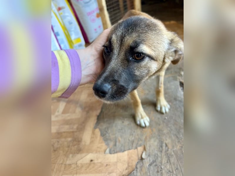 Suki - Kuschelmaus sucht Zuhaus