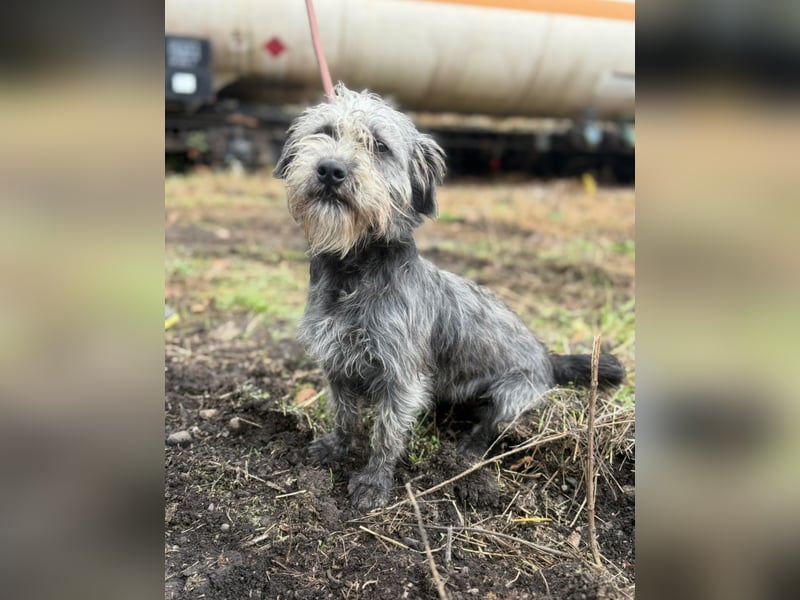 SHARON - Kleine junge Frohnatur sucht ein liebevolles Zuhause