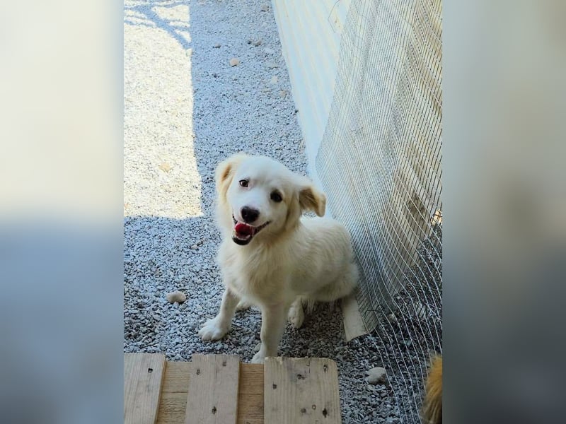 Sakis ist ein echter Traumhund