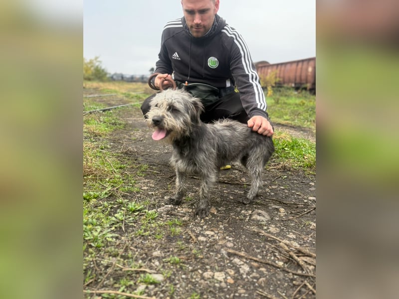 SHARON - Kleine junge Frohnatur sucht ein liebevolles Zuhause