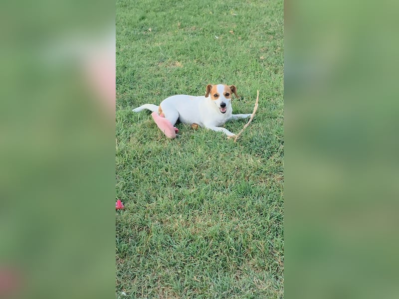 Muffin sucht sein Für-immer-Zuhause!