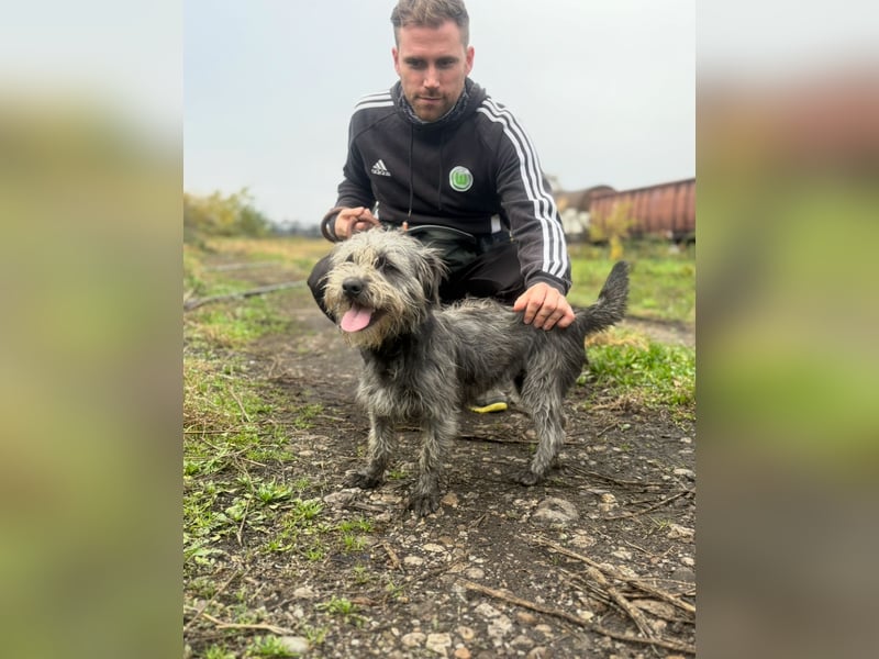 SHARON - Kleine junge Frohnatur sucht ein liebevolles Zuhause