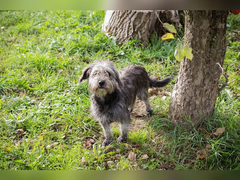 SHARON - Kleine junge Frohnatur sucht ein liebevolles Zuhause