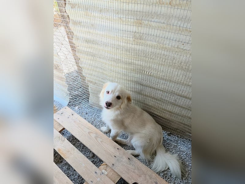 Sakis ist ein echter Traumhund